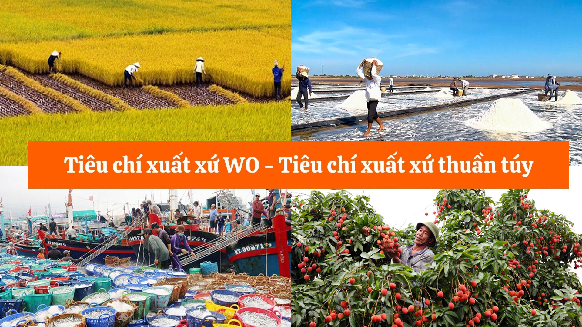 Tiêu chi xuất xứ WO